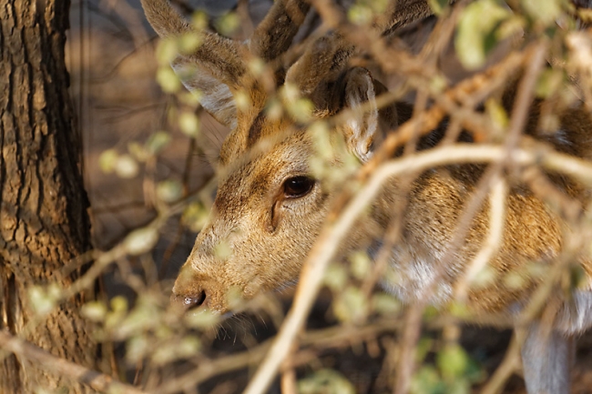 Keoladeo national park-036
